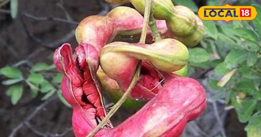 पेड़ों पर उगती है ये जलेबी, सेहत के लिए वरदान से कम नहीं