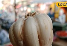 लहसुन की कलियां आपकी सेहत के लिए हैं वरदान, जानें कैसे करें इस्तेमाल – Bharat.one हिंदी