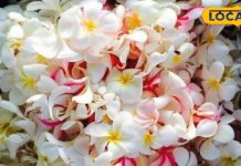 फूल एक लाभ अनेक, सिर दर्द में कारगर; घर में इसका पौधा लगाना है बेहद शुभ