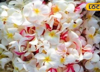 फूल एक लाभ अनेक, सिर दर्द में कारगर; घर में इसका पौधा लगाना है बेहद शुभ