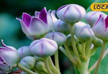 इस पौधे पर है भोलेनाथ का आशीर्वाद, छाल, पत्ते व फूल सब कारगर