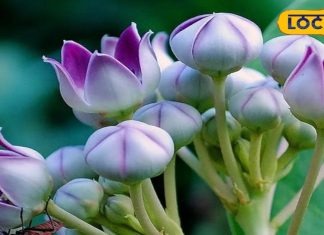 इस पौधे पर है भोलेनाथ का आशीर्वाद, छाल, पत्ते व फूल सब कारगर