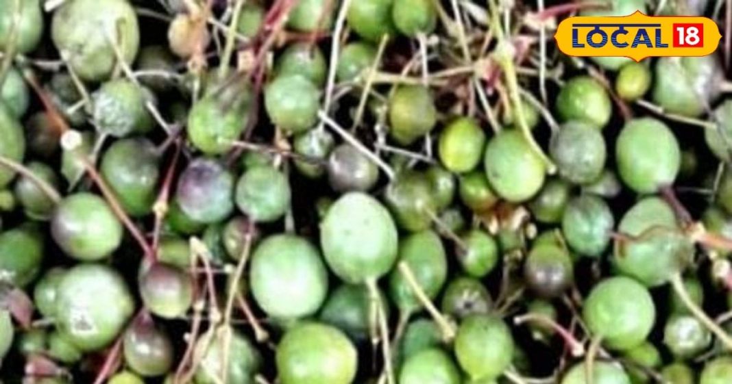 कमाल का है राजस्थान की झाड़ियों में उगने वाला ये फल, कैल्शियम और मिनरल्स से भरपूर – Bharat.one हिंदी