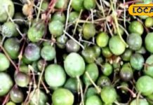 कमाल का है राजस्थान की झाड़ियों में उगने वाला ये फल, कैल्शियम और मिनरल्स से भरपूर – Bharat.one हिंदी