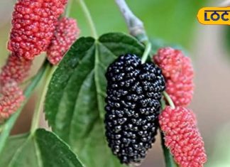 डायबिटीज के इलाज में सहायक है ये आयुर्वेदिक पौधा, खून बढ़ाने में कारगर