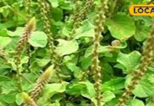 मकड़ी काटने की क्या है पहचान?, ऐसे करें जांच; ये पौधा मिनटों में करेगा ठीक