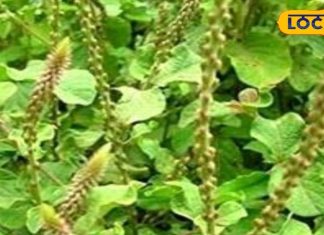 рдордХрдбрд╝реА рдХрд╛рдЯрдиреЗ рдХреА рдХреНрдпрд╛ рд╣реИ рдкрд╣рдЪрд╛рди?, рдРрд╕реЗ рдХрд░реЗрдВ рдЬрд╛рдВрдЪ; рдпреЗ рдкреМрдзрд╛ рдорд┐рдирдЯреЛрдВ рдореЗрдВ рдХрд░реЗрдЧрд╛ рдареАрдХ