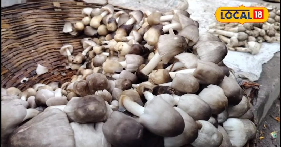 सेहत के लिए वरदान है ये देसी मशरूम, प्रोटीन और फाइबर का है खजाना – Bharat.one हिंदी