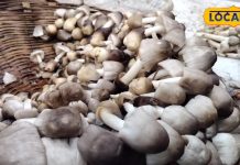 सेहत के लिए वरदान है ये देसी मशरूम, प्रोटीन और फाइबर का है खजाना – Bharat.one हिंदी