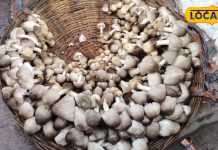 स्वाद ही नहीं… सेहत के लिहाज से भी लाजवाब है ये आर्गेनिक सब्जी, वजन होगा कम, दिल रहेगा स्वस्थ, जानिए खाने के फायदे