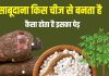 Explainer: किस चीज से बनता है साबूदाना, क्या ये कोई अनाज है? कैसे गोल मोती जैसा दिखता है