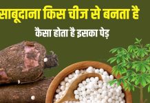 Explainer: किस चीज से बनता है साबूदाना, क्या ये कोई अनाज है? कैसे गोल मोती जैसा दिखता है