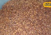 इस बीज में कूट-कूटकर भरे हैं आयरन-विटामिन और फाइबर, इम्यूनिटी को तेजी से करता है बूस्ट!