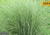 Jaipur News : सामान्य नहीं है ये घास, पंडित पूजा और समारोह में करते हैं इसका उपयोग, आयुर्वेदिक गुणों से भी भरपूर