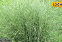 Jaipur News : सामान्य नहीं है ये घास, पंडित पूजा और समारोह में करते हैं इसका उपयोग, आयुर्वेदिक गुणों से भी भरपूर