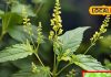 Kalmegh cultivation Benefits Medicinal properties of Green Chiretta in Hindi sa