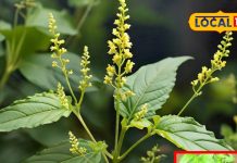 Kalmegh cultivation Benefits Medicinal properties of Green Chiretta in Hindi sa