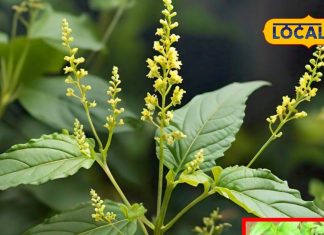 Kalmegh cultivation Benefits Medicinal properties of Green Chiretta in Hindi sa