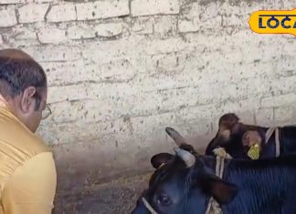 Kodarma Gaushala: पितृ पक्ष में गया जी नहीं जा सके? गौशाला में इस तरह कर सकते हैं पितरों का तर्पण