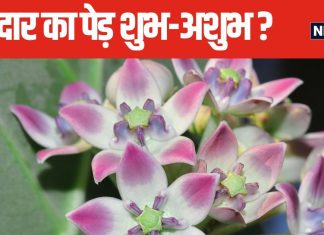 Vastu Shastra Tips: घर के सामने मदार का पेड़ होना शुभ या अशुभ? जानिए क्या कहता है वास्तु शास्त्र, किस तरह के मिलते हैं परिणाम