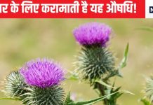 इस घास-फूस को लिवर के लिए क्यों माना जाता है संजीवनी, रत्तीभर में ही है पावर पैक औषधि, हेल्दी यकृत का फॉर्मूला