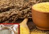 cold weather diet millets for energy and health ayurveda benefits sa
