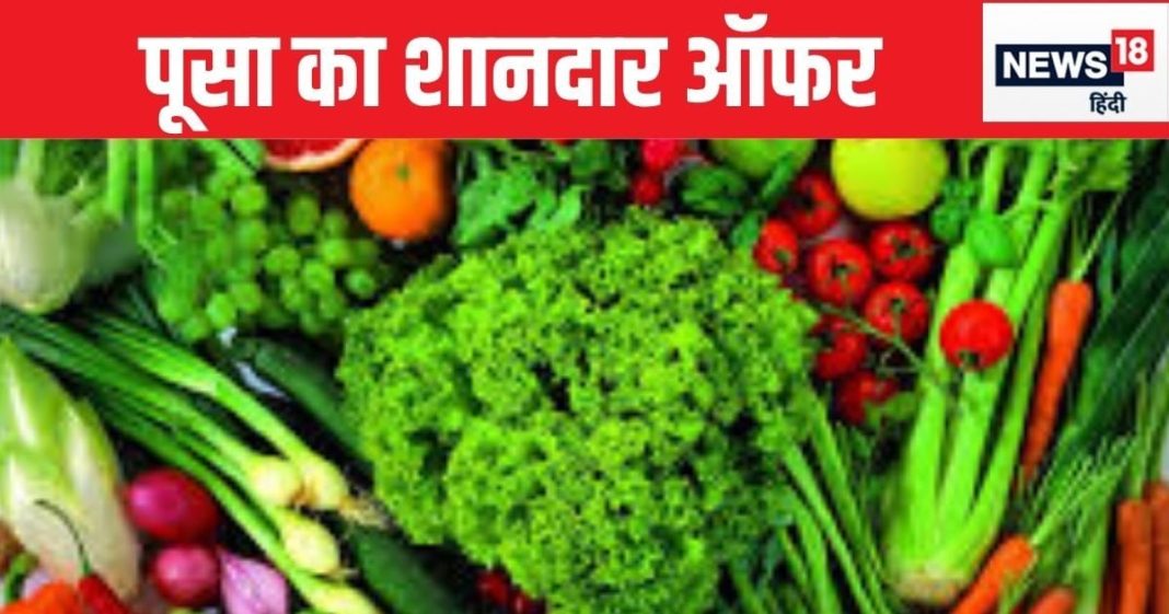 vegetable seeds, Pusa vegetable seeds, how to grow organic vegetables, grow organic vegetables at home, how to grow vegetables in kitchen garden, organic vegetables, IARI इंडियन एग्रीकल्चर रिसर्च इंस्टीट्यूट सब्जियों के बीज, आईएआरआई सब्जियों के बीज, पूसा सब्जियों के बीज, ऐसे उगाए आर्गनिक सब्जियां, घर में उगाएं आर्गनिक सब्जियां, किचन गार्डन में कैसे उगाए सब्जियां,