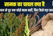 Explainer: समा के चावल या सामक चावल क्या है, जिसे व्रत में खाते हैं? किस जंगली पौधे से बनता है ये
