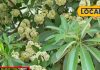 saptaparni tree fragrance benefits medicinal uses by dr kishore pathak sa