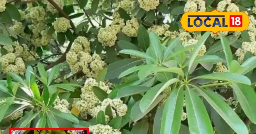 saptaparni tree fragrance benefits medicinal uses by dr kishore pathak sa