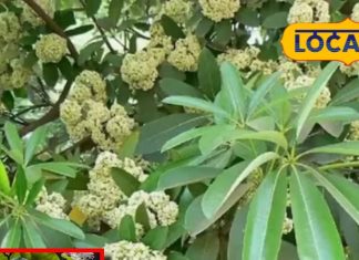 saptaparni tree fragrance benefits medicinal uses by dr kishore pathak sa