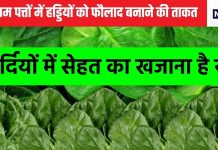 पूरी सर्दी भरपूर मिलते हैं ये पत्ते, सीजन भर खा लिया तो बीमारियों के खिलाफ ढाल