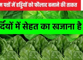 पूरी सर्दी भरपूर मिलते हैं ये पत्ते, सीजन भर खा लिया तो बीमारियों के खिलाफ ढाल