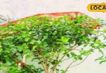 There are different rules for worshiping Tulsi in the month of Kartik, know from the astrologer of Deoghar. – Bharat.one हिंदी
