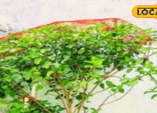 There are different rules for worshiping Tulsi in the month of Kartik, know from the astrologer of Deoghar. – Bharat.one हिंदी