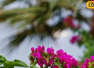 बड़े काम का है सुंदर फूल वाला ये पौधा, खुजली और जलन सहित इन समस्याओं में देता है राहत