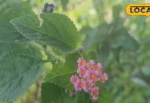 पैरों में आ गई मोच या हड्डियों में है दर्द, तो ऐसे करें तुलसी का सेवन