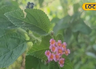 पैरों में आ गई मोच या हड्डियों में है दर्द, तो ऐसे करें तुलसी का सेवन