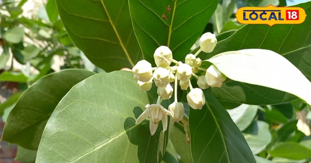 पौधा है या औषधि का पिटारा! भगवान गणेश का है प्रिय, जड़, तना, पत्ती और दूध भी चमत्कारी