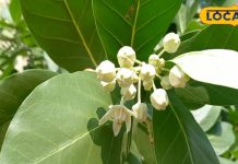 पौधा है या औषधि का पिटारा! भगवान गणेश का है प्रिय, जड़, तना, पत्ती और दूध भी चमत्कारी