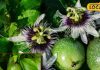 Benefits of Passion Fruit diabetes treatment and How to cure liver problem indigestion – Bharat.one हिंदी