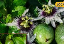 Benefits of Passion Fruit diabetes treatment and How to cure liver problem indigestion – Bharat.one हिंदी