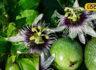Benefits of Passion Fruit diabetes treatment and How to cure liver problem indigestion – Bharat.one हिंदी