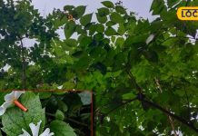 पेट में जमी गंदगी का दुश्मन है ये पेड़, सर्दी-जुकाम के लिए भी रामबाण