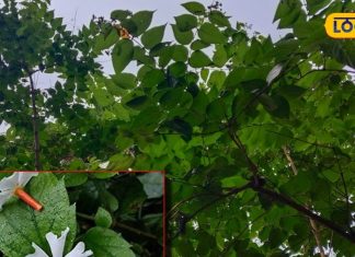 पेट में जमी गंदगी का दुश्मन है ये पेड़, सर्दी-जुकाम के लिए भी रामबाण