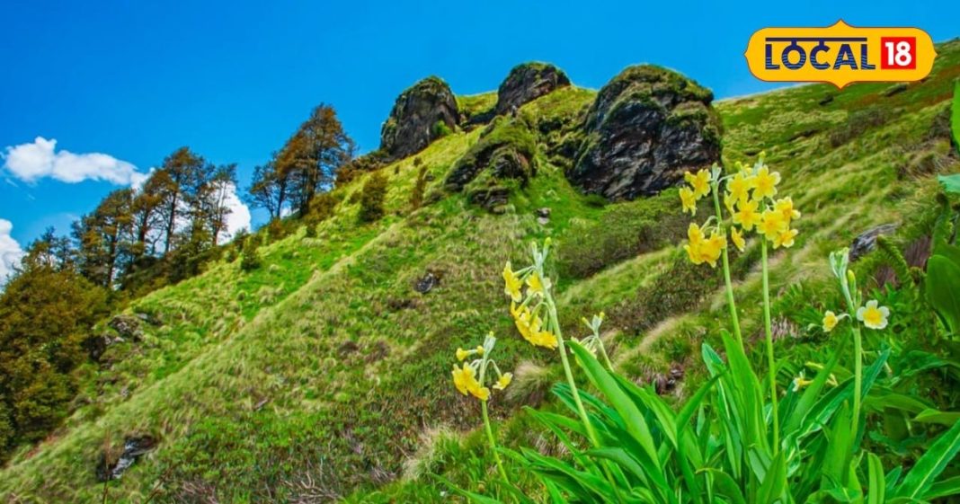 चेतावनी! हिमालयी क्षेत्रों में बारिश का बेशकीमती जड़ी-बूटियों के उत्पादन पर संकट, विलुप्ति की कगार औषधीय पौधे