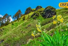 चेतावनी! हिमालयी क्षेत्रों में बारिश का बेशकीमती जड़ी-बूटियों के उत्पादन पर संकट, विलुप्ति की कगार औषधीय पौधे