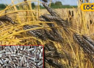 how to cultivation of Black Wheat Health Benefits for heart problem – Bharat.one हिंदी