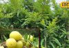 treatment of eye and digestive Vitamin C rich fruit Amla benefits tree farming care tips – Bharat.one हिंदी