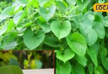 दवाइयों का बाप है ये छोटा पत्ता, डेंगू बुखार में कारगर, गले में दर्द और खराश को भी कर सकता है ठीक